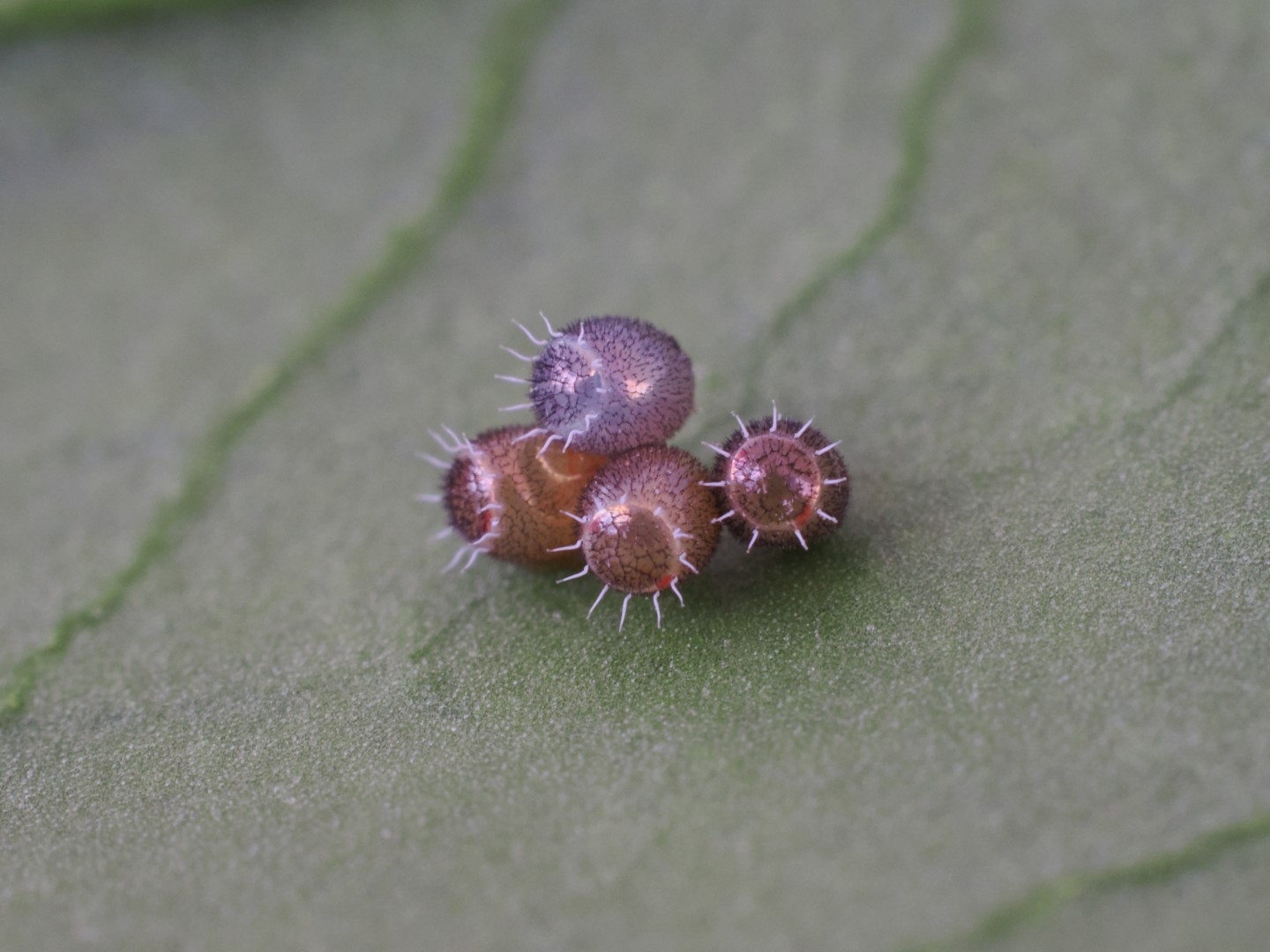 Podisus maculiventris eggs